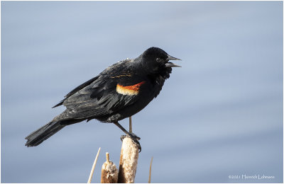 KP30521-Red-winged Blackbird-male.jpg