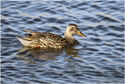 KP30466-Northern Shoveler-female.jpg