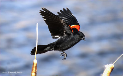 KP30279-Red-winged Blackbird-male.jpg
