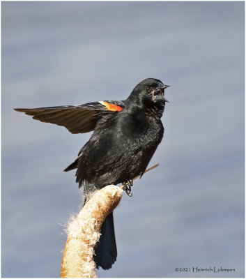 KP30331-Red-winged Blackbird-male.jpg