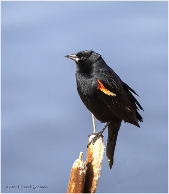 KP30499-red-winged Blackbird-male.jpg