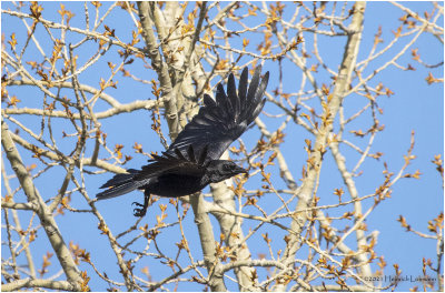 KP30566-American Crow.jpg