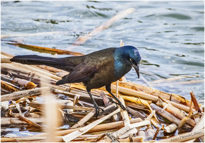 KP30647-Common Grackle-bronced.jpg