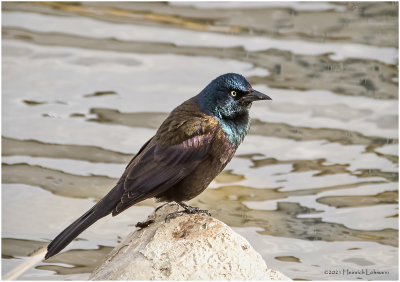 KP30674-Common Grackle-bronced.jpg