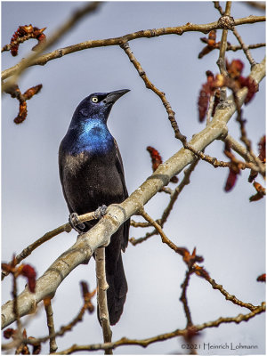 KP30701-Common Grackle-bronced.jpg