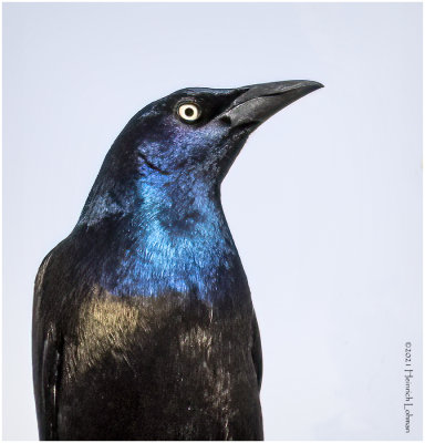 KP30703-Common Grackle-bronced.jpg