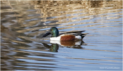 KP30602-Northern Shoveler-male.jpg