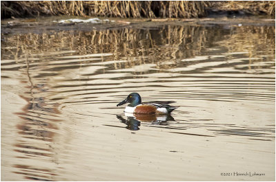 KP30606-Northern Shoveler-male.jpg