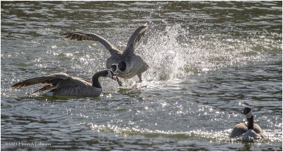 KP29917a-Canada Geese.jpg