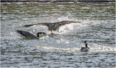 KP29916-Canada Geese.jpg