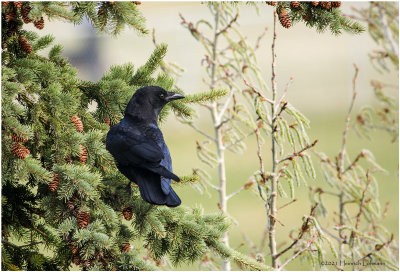 K330068-American crow.jpg
