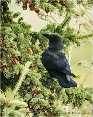 K330067-American Crow.jpg