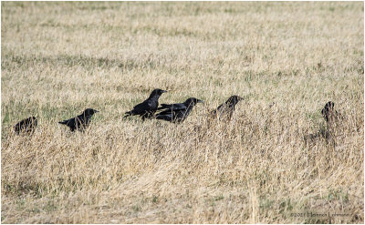 K330104-American Crows.jpg