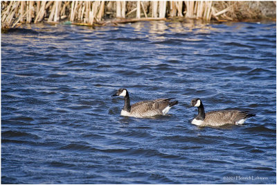 K330148-Canada Geese.jpg