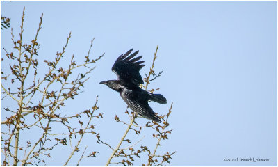 K330175-American Crow.jpg