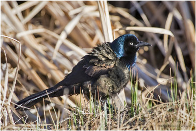 K330212-Common Grackle-bronced.jpg