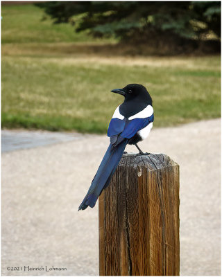DSC5015-Black-billed Magpie.jpg