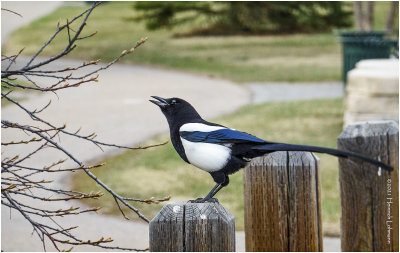 DSC5072-Black-billed Magpie.jpg