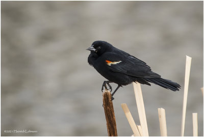 K330450-Red-winged Blackbird.jpg