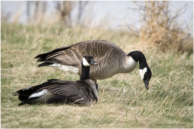 K330490-Canada Geese.jpg