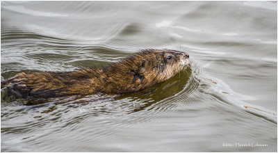 K330522-Muskrat.jpg