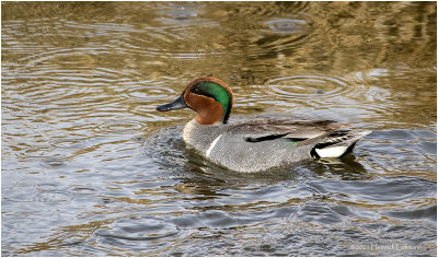 K330575-Green-winged Teal-male.jpg