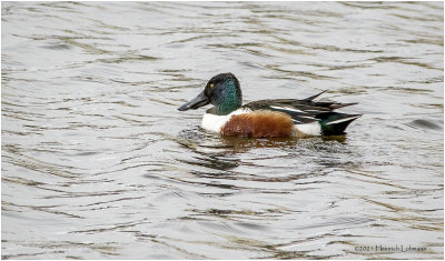 K330604-Northern Shoveler-male.jpg