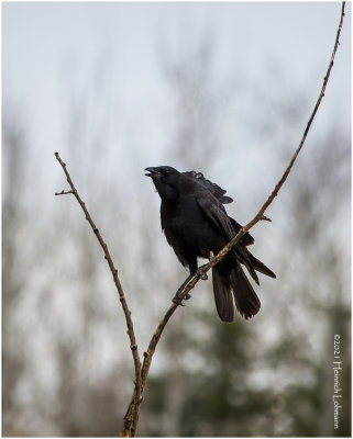 K330651-American Crow.jpg