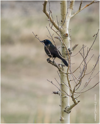K330667-Common Grackle.jpg