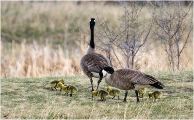 K330707-Canada Geese.jpg