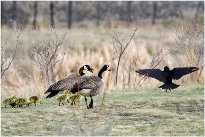 K330740-Canada Geese.jpg