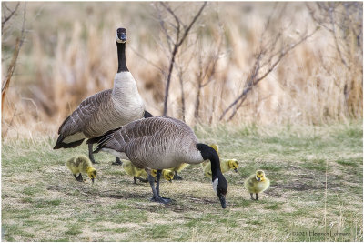 K330760-Canada Geese.jpg
