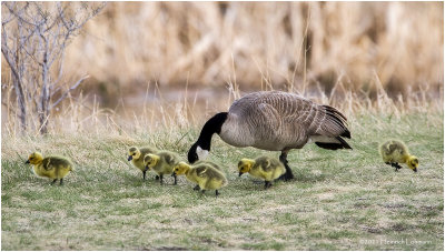 K330792-Canada Geese.jpg