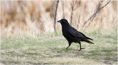 K330801-American Crow.jpg