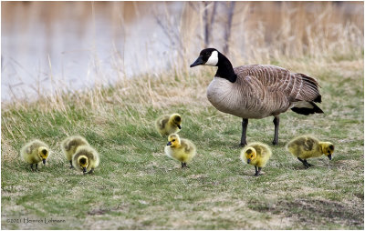 K330833-Canada Geese.jpg