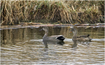 K330860- Pair of Gadwalls.jpg