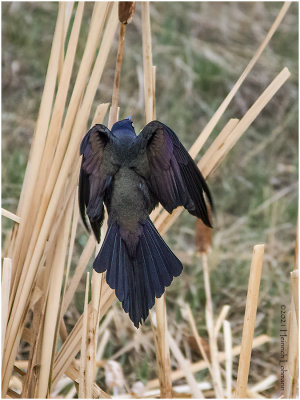 K330898-Common Grackle.jpg
