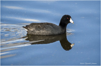 K330974-American Coot.jpg