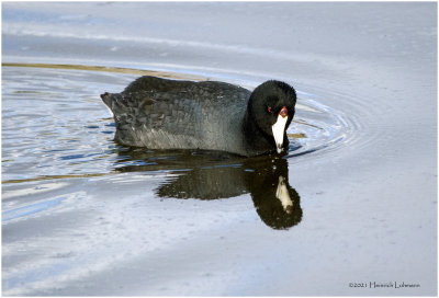 K330981-American Coot.jpg