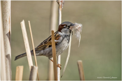 K331034-House Sparrow-male.jpg