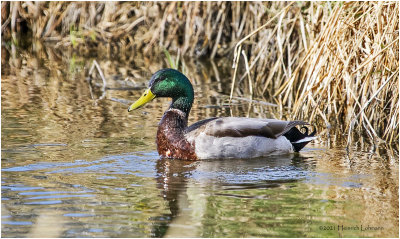 K331057-Mallard-Drake.jpg