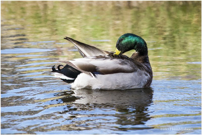 K331064-Mallard-Drake.jpg