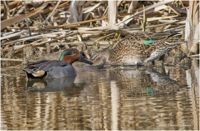 K331091-Green-winged Teals.jpg