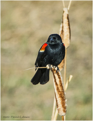 K331152-Red-winged Blackbird-male.jpg