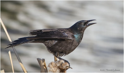 K331191-Common Grackle-bronced.jpg