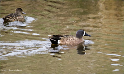K331307-Blue-wimged Teal.jpg