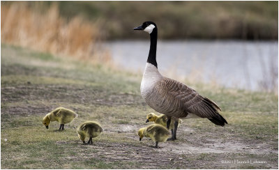 K331330-Canada Geese.jpg