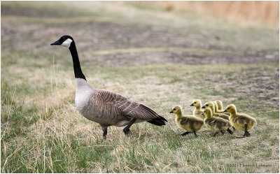K331337-Canada Geese.jpg