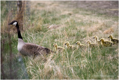 K331340-Canada Geese.jpg