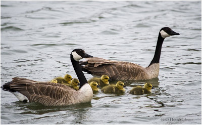 K331384-Canada Geese.jpg
